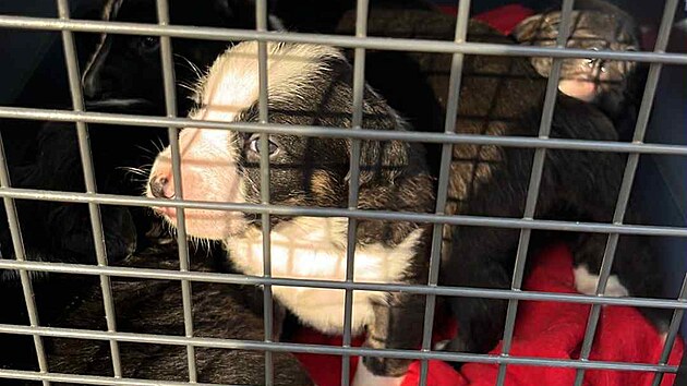 Ve psím útulku v Tachově se aktuálně starají o 11 štěňat, která odebrali chovatelce ze Starého Sedliště. Zájemci si je zatím adoptovat nemohou.