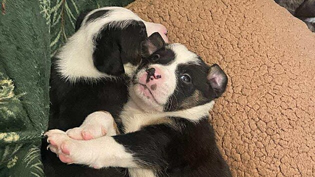 Ve psím útulku v Tachově se aktuálně starají o 11 štěňat, která odebrali chovatelce ze Starého Sedliště. Zájemci si je zatím adoptovat nemohou.