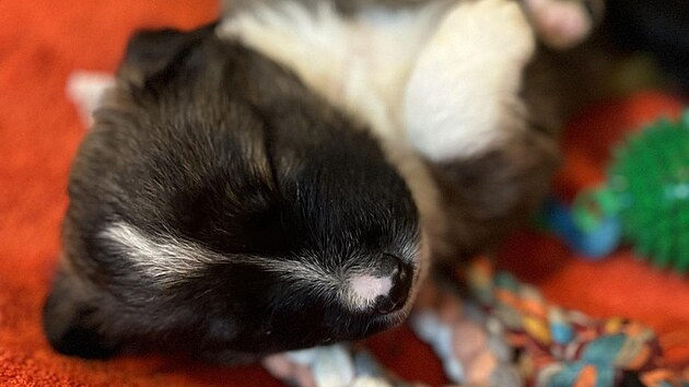 Roztomilost sama. Jedno z 11 odebraných štěňat na Tachovsku.