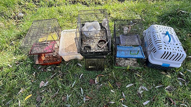 Kromě psů odebrali chovatelce také morčata, myši, křečky, potkany a šneky.