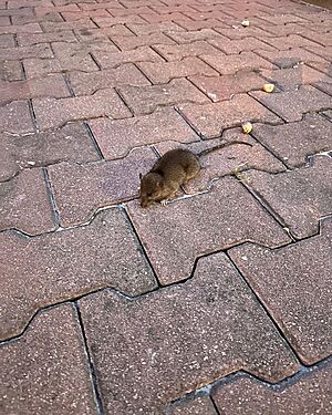 Česko v ohrožení: Potkani šíří nemoci, deratizace je nutností