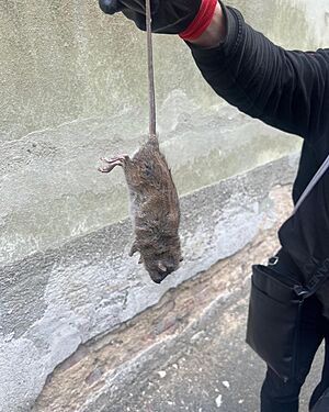 Česko v ohrožení: Potkani šíří nemoci, deratizace je nutností