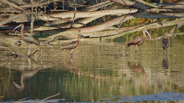 Takto ptáky vyfotil ve čtvrtek dopoledne náhodný pozorovatel Michal Kudlák. Další pozorování dokazuje, že všichni čtyři ibisové hnědí byli na živu ještě i v pátek večer.