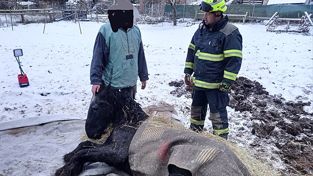 Hasiči v Rohoznici na Jičínsku zachraňovali zesláblého koně. (24. listopadu 2025)