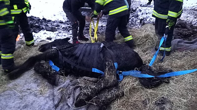 Hasiči zachraňovali zesláblého koně v Rohoznici na Jičínsku. (24. listopadu 2025)