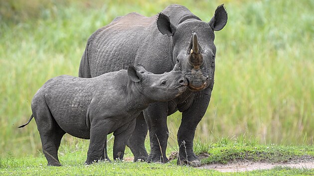 Samice nosorožce černého Jasiri provází své první mládě Juru, kterému tehdy bylo asi půl roku. Snímek je z listopadu 2023.