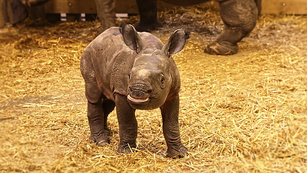 V plzeňské zoo se po devíti letech narodilo mládě nosorožce indického. Je to sameček.