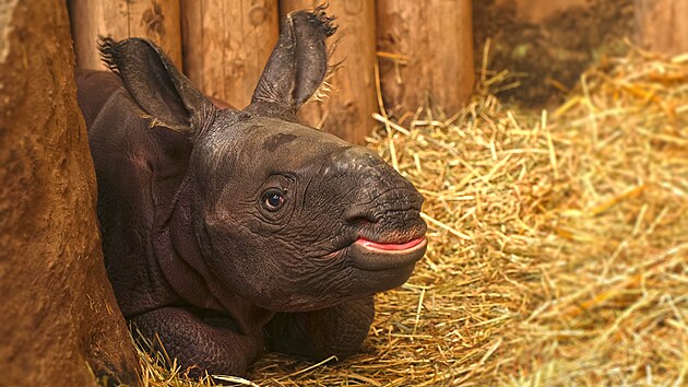 V plzeňské zoo se po devíti letech narodilo mládě nosorožce indického. Je to sameček.