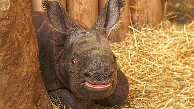 V plzeňské zoo se po devíti letech narodilo mládě nosorožce indického. Je to sameček.