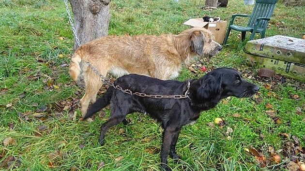 Veterináři odebrali muži šest psů, které choval ve zdevastované chatě v Nekmíři na Plzeňsku.