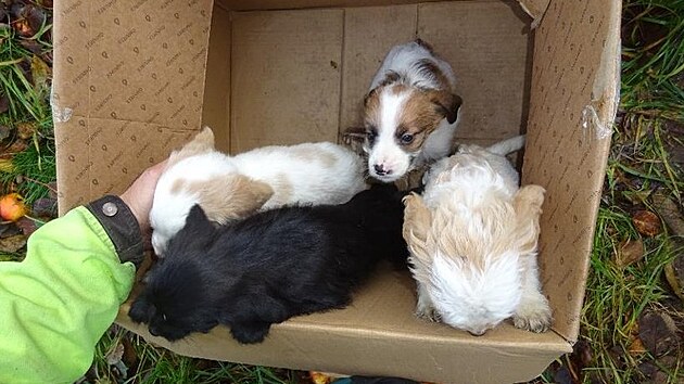 Veterináři odebrali muži šest psů, které choval ve zdevastované chatě v Nekmíři na Plzeňsku.