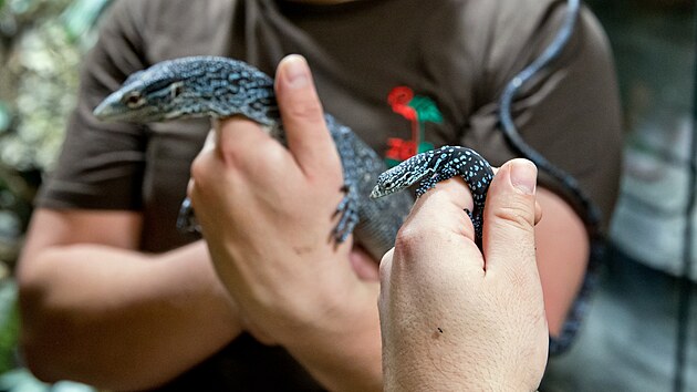 Chovatel Filip Hais představuje mládě vzácného varana modrého. Vzadu je dospělý jedinec. (20. listopadu 2025)
