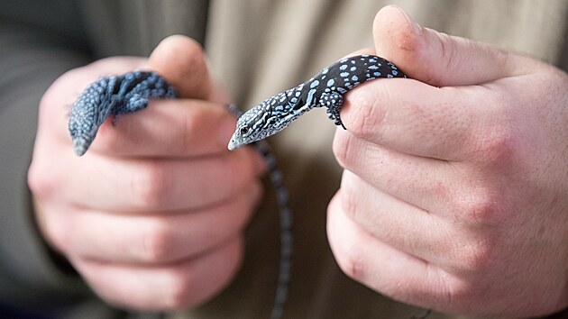 Chovatel Filip Hais představuje mláďata vzácného varana modrého, dvě ze tří se vylíhla z jednoho vejce, což je dosud nepopsaný světový unikát. (20. listopadu 2025)