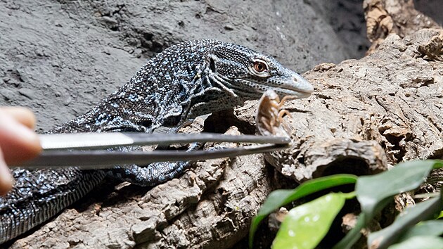 Varan modrý. Plzeňská zoo jich aktuálně chová jedenáct. (20. listopadu 2025)