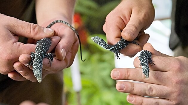 Chovatel Filip Hais představuje mláďata vzácného varana modrého, dvě ze tří se vylíhla z jednoho vejce, což je dosud nepopsaný světový unikát. Na snímku vlevo je sourozenec, který byl ve vejci sám. Vpravo jsou dvojčata. (20. listopadu 2025)