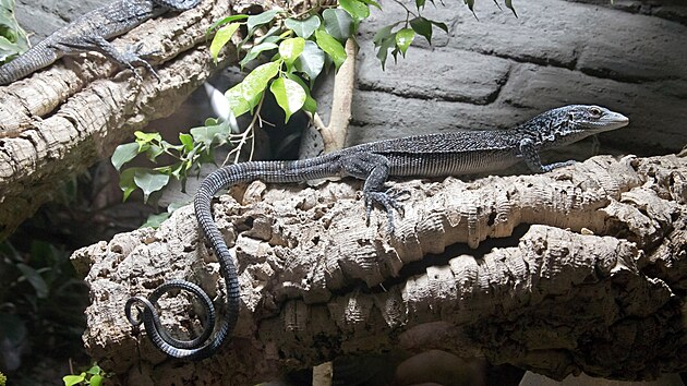 Varan modrý. Plzeňská zoo jich aktuálně chová jedenáct. (20. listopadu 2025)