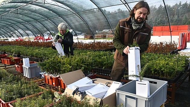 Lesníci připravují stovku sazenic vánočních stromečků, aby je v neděli rozdali zájemcům. Budou připomínkou toho, že právě letos uběhne 100 let od prvního rozsvíceného vánočního stromu na náměstí Republiky. (28. listopadu 2025)