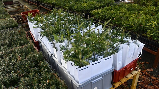 Lesníci připravují stovku sazenic vánočních stromečků, aby je v neděli rozdali zájemcům. Budou připomínkou toho, že právě letos uběhne 100 let od prvního rozsvíceného vánočního stromu na náměstí Republiky. (28. listopadu 2025)