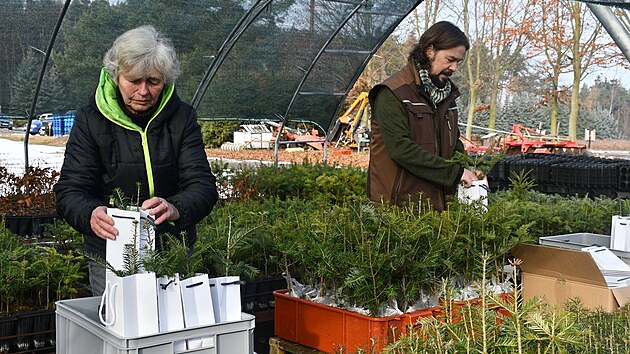 Lesníci připravují stovku sazenic vánočních stromečků, aby je v neděli rozdali zájemcům. Budou připomínkou toho, že právě letos uběhne 100 let od prvního rozsvíceného vánočního stromu na náměstí Republiky. (28. listopadu 2025)