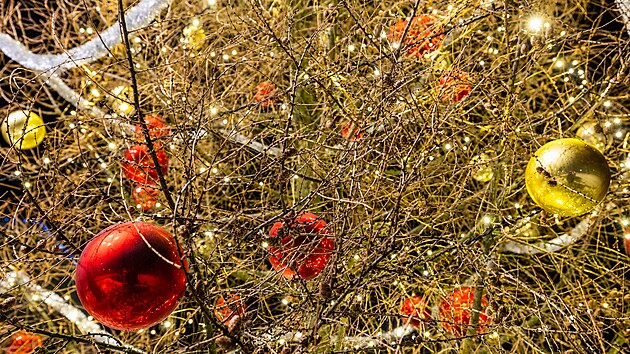 Na modřínu zbyly jen šišky, ostatní výzdoba je zcela nová. (30. listopadu 2025)