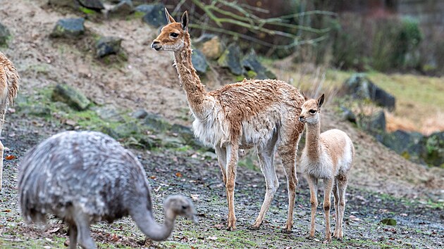 Po 13 letech se ve zlínské zoologické zahradě narodilo mládě lamy vikuně. (prosinec 2025)