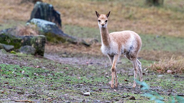 Po 13 letech se ve zlínské zoologické zahradě narodilo mládě lamy vikuně. (prosinec 2025)