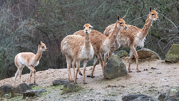 Po 13 letech se ve zlínské zoologické zahradě narodilo mládě lamy vikuně. (prosinec 2025)