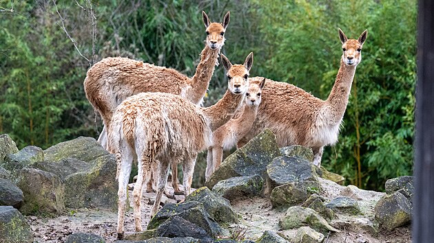Po 13 letech se ve zlínské zoologické zahradě narodilo mládě lamy vikuně. (prosinec 2025)
