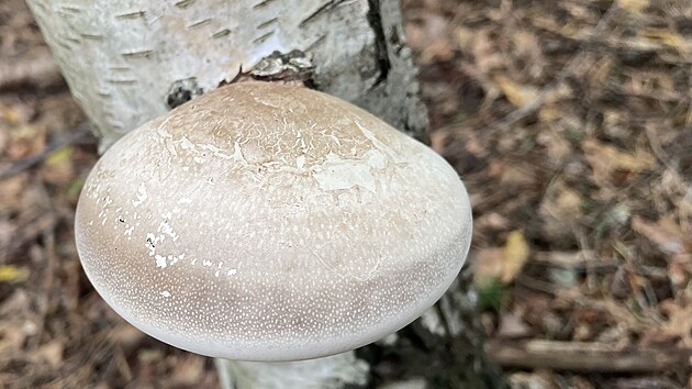 Typickým znakem je loupající se klobouk, vypadá trochu jako stará kožená sedačka.