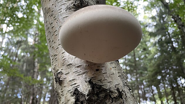 Spodní část březovníku by měla být co nejsvětlejší, je to znak zdravé plodnice.
