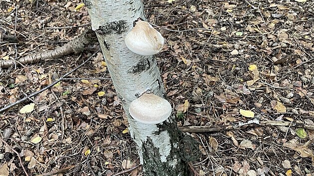 Sbírejte jen březovník, který vypadá zdravě a jehož plodnice jsou na řezu bílé.