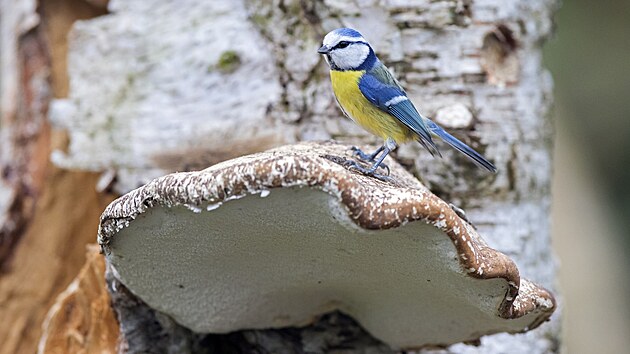 Březovník obecný se sbírá hlavně na podzim a v zimě.