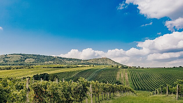 Ve vinařství Vinofol bratří Foltýnů je pravidlem, že z jednoho keře se vyrobí...