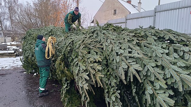Pracovníci havlíčkobrodských Technických služeb vypravili vánoční strom na cestu dlouhou skoro 1100 kilometrů. Více než desetimetrová jedle z Lípy se stane základem té pravé vánoční atmosféry v holandském městečku Brielle na pobřeží Severního moře. Tradice darování stromu svým holandským přátelům trvá v Havlíčkově Brodě už 18 let.