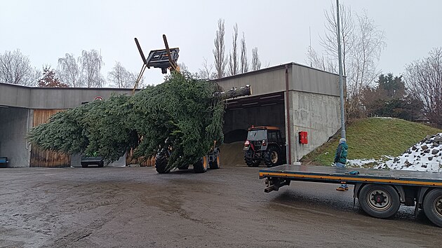 Pracovníci havlíčkobrodských Technických služeb vypravili vánoční strom na cestu dlouhou skoro 1100 kilometrů. Více než desetimetrová jedle z Lípy se stane základem té pravé vánoční atmosféry v holandském městečku Brielle na pobřeží Severního moře. Tradice darování stromu svým holandským přátelům trvá v Havlíčkově Brodě už 18 let.