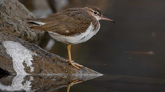 Na Choryňských rybnících v Olomouckém kraji byl vůbec poprvé v Česku zaznamenán pisík americký, jehož domovem je Severní a Jižní Amerika.