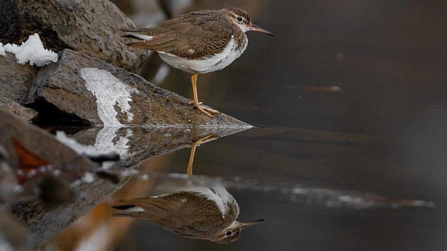 Na Choryňských rybnících v Olomouckém kraji byl vůbec poprvé v Česku zaznamenán pisík americký, jehož domovem je Severní a Jižní Amerika.