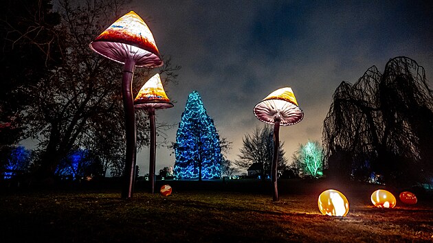 V botanické zahradě v Troji se rozsvítily skleněné květy. V zimní expozici Křišťálová zahrada od Jiřího Pačinka přibyly masožravky, liány i houby. (2. prosince 2025)