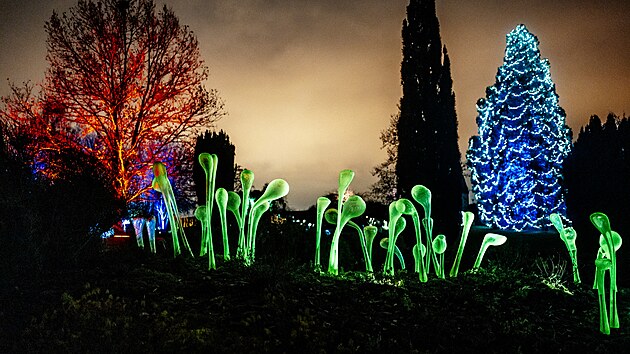 V botanické zahradě v Troji se rozsvítily skleněné květy. V zimní expozici Křišťálová zahrada od Jiřího Pačinka přibyly masožravky, liány i houby. (2. prosince 2025)