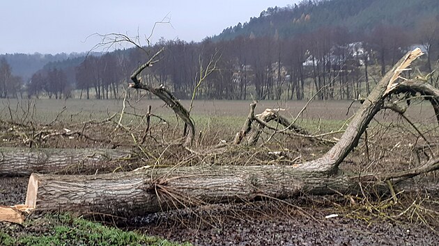 Vykácené stromořadí v Českém ráji.