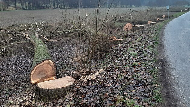 Vykácené stromořadí v Českém ráji.