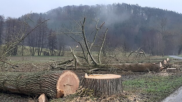 Vykácené stromořadí v Českém ráji.