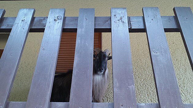 Agresivní kozel blokoval vstup do ubytovacího zařízení. Zasahovat museli hasiči. (15. prosince 2025)