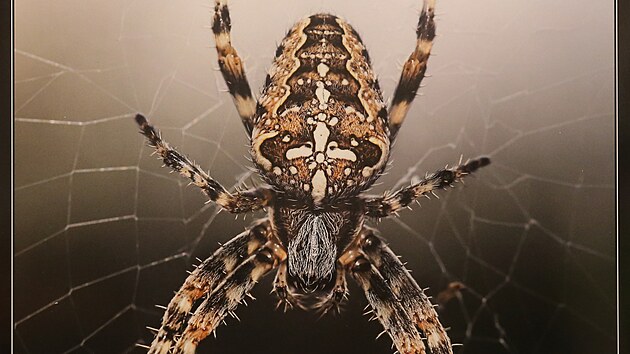 Jeden ze snímků v letošním ročníku soutěže Photographia Natura.