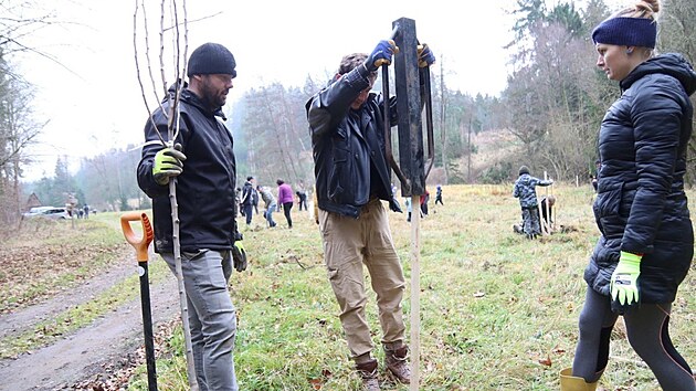 V Přibyslavi a okolí sází stromy i členové sdružení Opuka. V listopadu podél Borovského potoka vysadili 185 nových stromů.