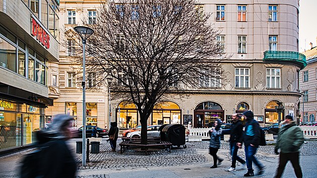 Česká ulice před zahájením další fáze stavebních prací na novém kolektoru, přeložce parovodu a přepojení. Javory v ulici musí ustoupit stavbě, dělníci je pokácejí ještě v lednu. Podle odborníků jsou ve špatné kondici, nedoporučili ani jejich přesazení jinam. (2. ledna 2026)