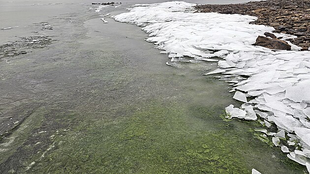 Zelený led na Lipně v prosinci 2025. (8. ledna 2026)