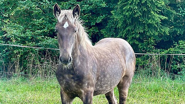 Rodina chová u Velkého Meziříčí na farmě koní několik. Jedna březí kobyla však zřejmě nepřežila stres způsobený silvestrovskými ohňostroji.