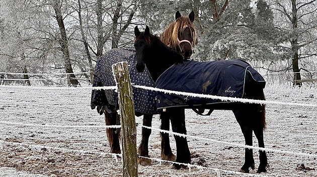 Rodina chová u Velkého Meziříčí na farmě koní několik. Jedna březí kobyla však zřejmě nepřežila stres způsobený silvestrovskými ohňostroji.