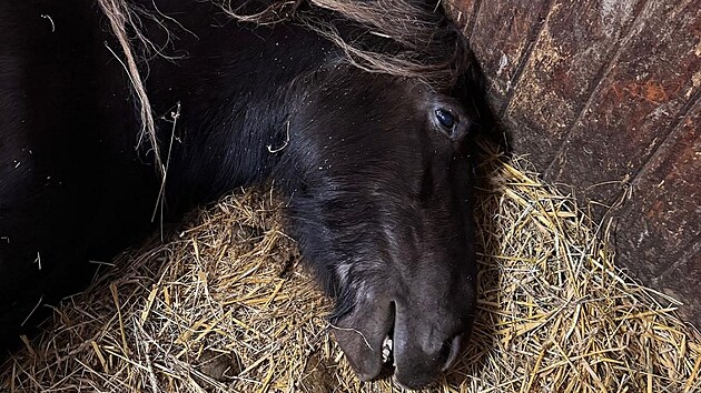 Rodina chová u Velkého Meziříčí na farmě koní několik. Jedna březí kobyla však zřejmě nepřežila stres způsobený silvestrovskými ohňostroji.